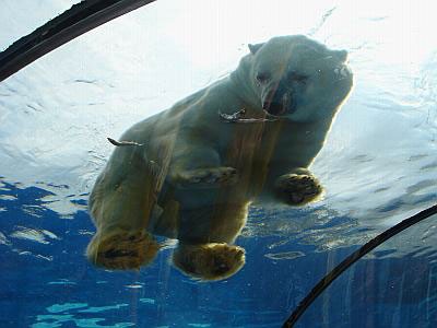 Photo: Detroit Zoo Polar Bears