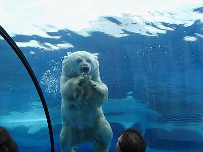 Polar Bears at the Detroit Zoo