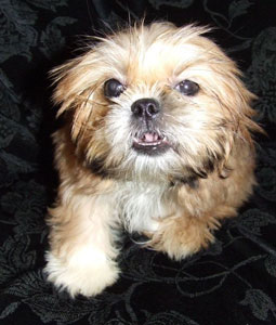 Shih+tzu+mix