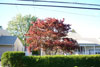 When Should We Trim Our Japanese Maple?
