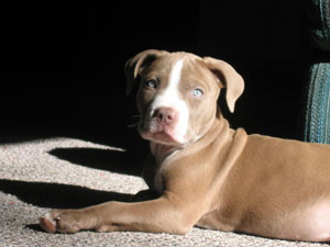 i have a 1 year old pit bull
