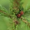 Keeping Your Christmas Tree Bug-Free