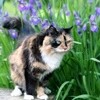 A List of Yard and Garden Hazards for Pets