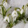 Tips For Photographing Your Garden In Winter