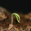 Why Seeds Fail To Germinate