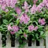 Pruning And Rejuvenating Overgrown Lilacs