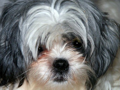 Shih+tzu+maltese