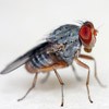 Ridding Your Kitchen of Fruit Flies