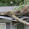 Recognizing When Trees Become Hazardous