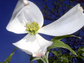 Dogwood+flower+tree