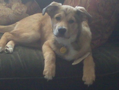 german shepherd golden retriever mix puppies. (Golden Retriever Mix)