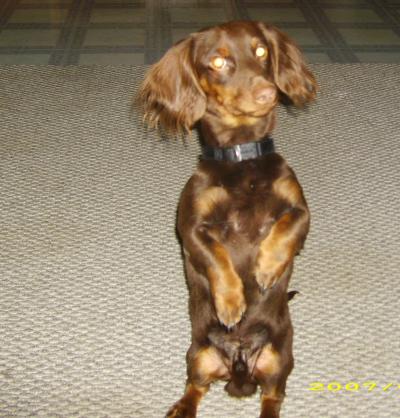 long haired daschund.  the long hair from her. My parents are both short hair. Here's my pic!