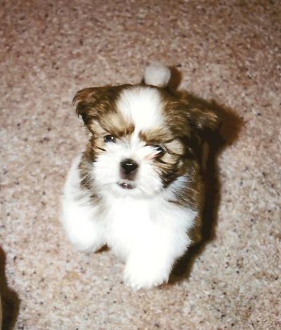 Shih+tzu+puppy+pictures