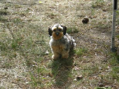 printable airsoft gun targets_06. long haired dachshund mix.