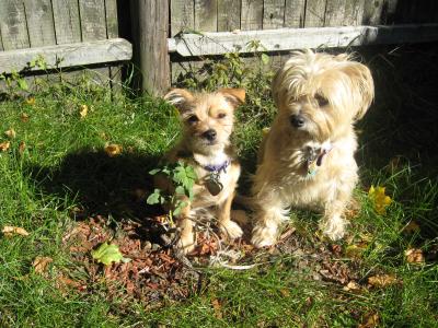 Shih+tzu+mixed+with+pekingese