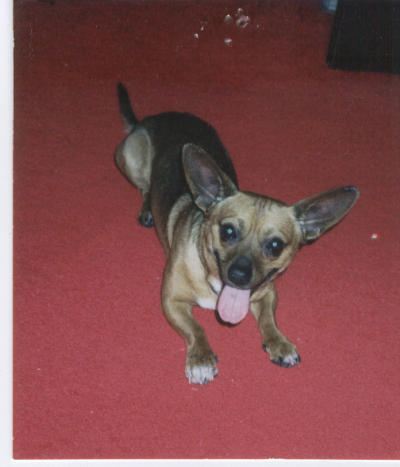 chihuahua long haired dachshund mix. long haired terriers