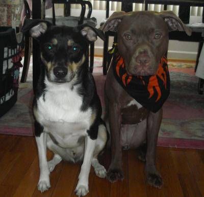 The Secret To Successful Pitbull Puppy Training