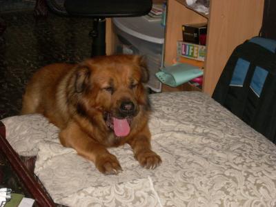 golden retriever mix chow chow. (chow mix)