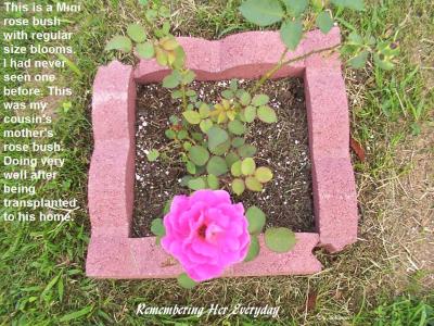 memory garden