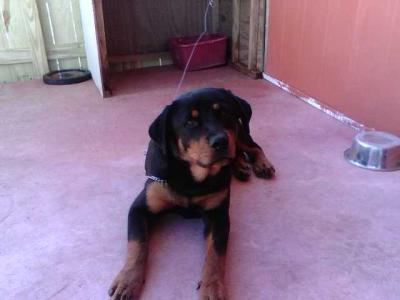 rottweiler pitbull mix. That#39;s my German rottweiler at