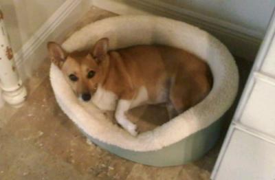 Corgi+jack+russell+mix+puppies