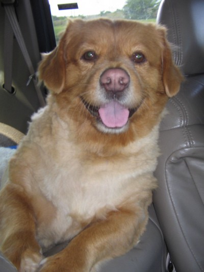 corgi golden retriever mix puppies. Our Chuck is part Golden