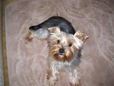 long hair yorkie puppies. RE: What#39;s a Good Yorkie Hair