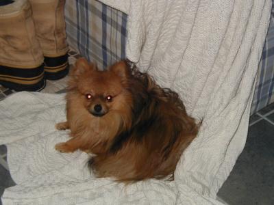 pomerian
