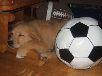 black lab golden retriever mix puppies. back, Yellow