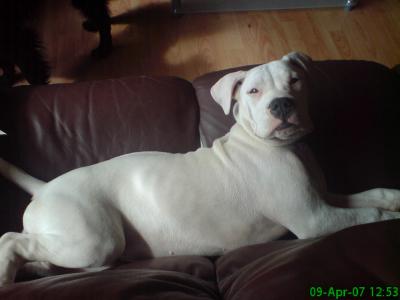 american bulldog pictures. what type of american bull dog