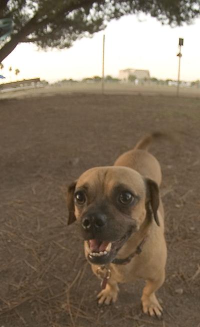 Chihuahua Weenie Dog Mix by Eva