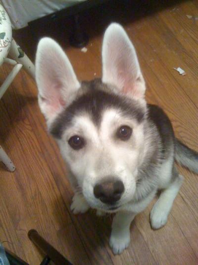 Siberian Husky/German Shepherd ...