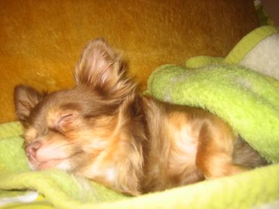 chihuahua pomeranian mix puppies. Also, for picky dogs,