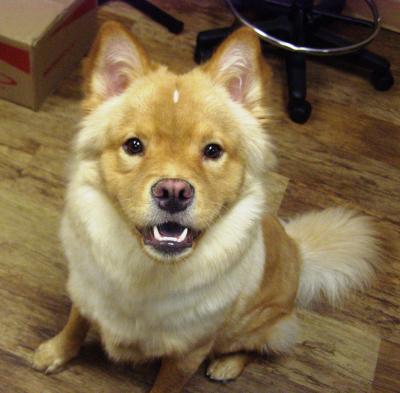 golden retriever puppies pictures. RE: Golden Retriever Chow Mix