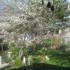 photo of a Blooming Service Berry tree