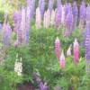 A garden of spring blooming flowers in purple, pink and white