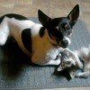 Small terrier playing with kitten
