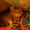 Gray kitten with a colorful scarf.