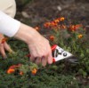 Woman trimming low plants with gardening shears