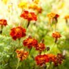close up of marigold field