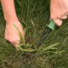 hands removing crabgrass from lawn with weeding tool