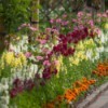 Bed of annuals