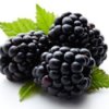 Three blackberries with leaves.