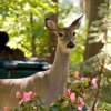 Deer in Suburban Garden