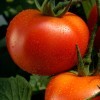 Two tomatoes on vine sprinkled with water