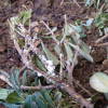White fungus on plant stems.