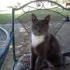 Beautiful grey cat with white markings under chin.