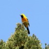 Hooded Oriole in Cypress Tree
