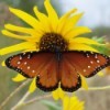 Butterfly Sitting on Yellow Sunflower