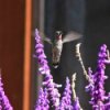 Hummingbird Above Lavender Flowers